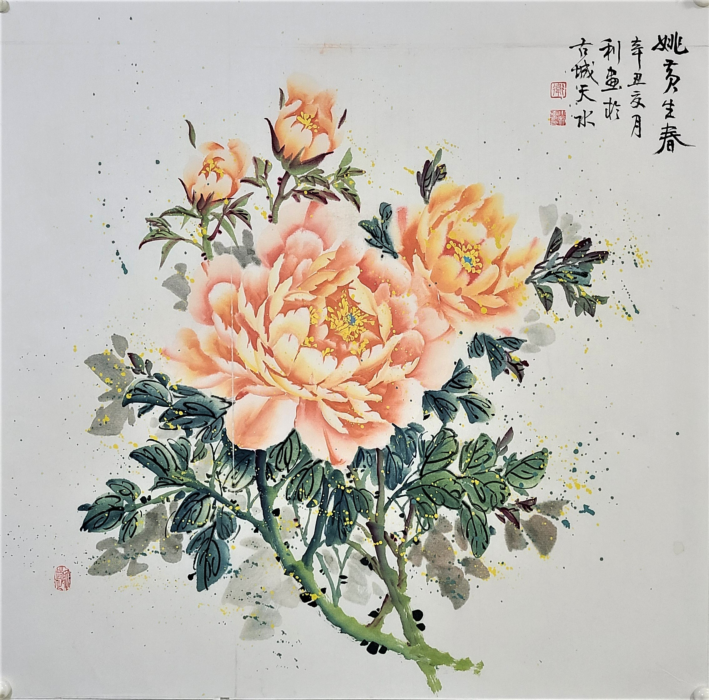 姚黄生春